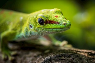 翠绿蜥蜴栖息于树干上