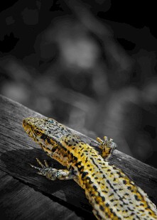 黄黑斑点蜥蜴趴在木上
