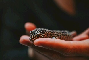 掌心的斑点蜥蜴