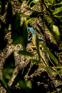 树枝上的多彩蜥蜴