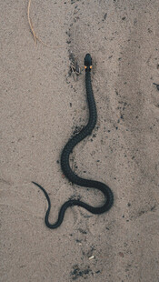 沙地上蜿蜒的黑色毒蛇