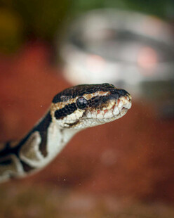 特写神秘的蛇类头部