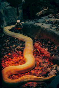 炽热岩浆上的蜿蜒大蛇