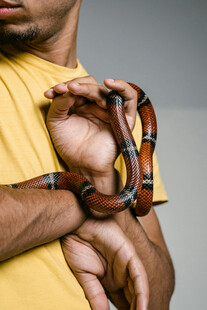 男子手持花纹蛇