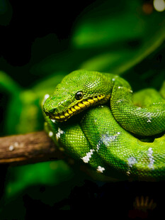 翠绿竹叶上的斑斓蛇