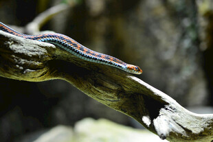 树枝上的多彩蜥蜴