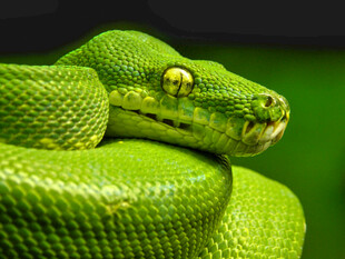 翠绿蟒蛇特写