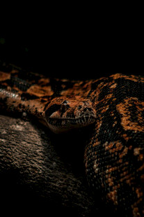 斑斓蟒蛇特写