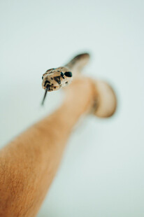 手前的蛇头特写