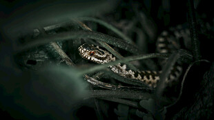 黑暗中的凶猛鳄鱼