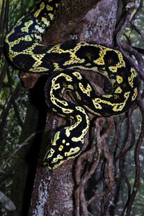 树上的花纹斑斓的蟒蛇