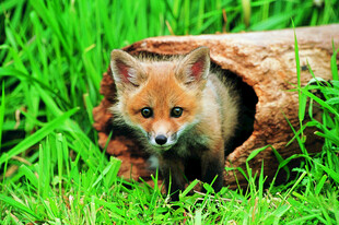 草丛树洞中的小狐狸