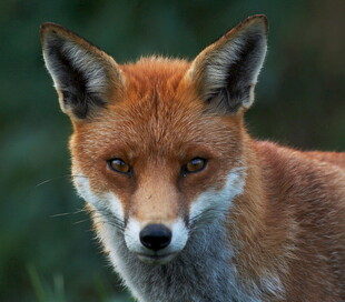 红狐狸特写