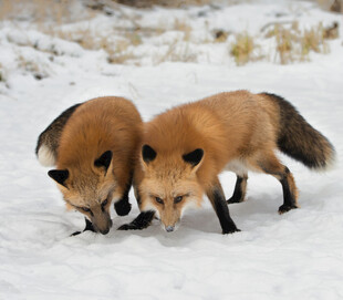 雪地中的两只红狐狸