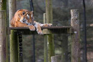 老虎趴木台休憩