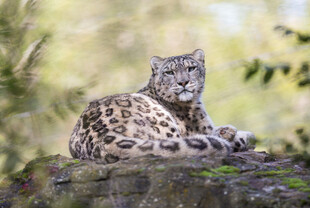 岩石上休憩的雪豹