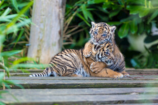 两只小老虎休憩于木台