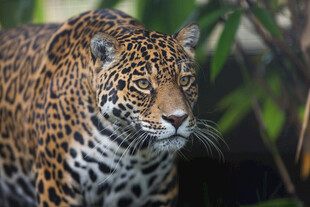 丛林中的美洲豹