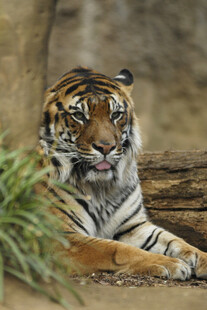 卧地休憩的斑斓猛虎