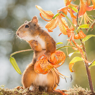 松鼠抱花展现自然灵动