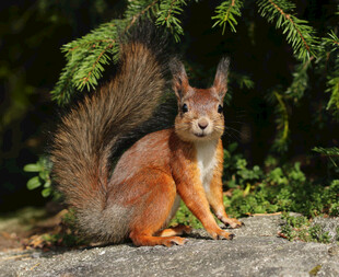 岩石上的红松鼠