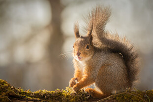 林间松鼠坐于苔藓树干上