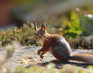 可爱松鼠于户外进食