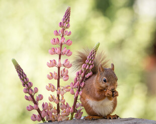 松鼠于花丛中进食
