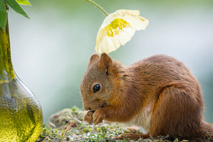 红松鼠旁的绿植与瓶子