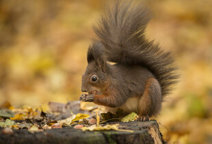 松鼠进食于秋日树桩旁