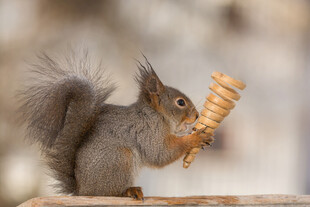 松鼠手持食物专注进食