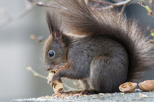 松鼠专注进食美味坚果