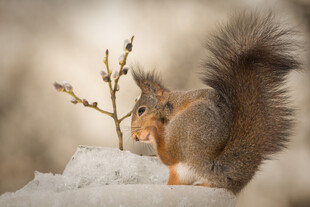 雪地中觅食的可爱松鼠