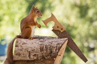 松鼠立于木桩好奇啃咬物