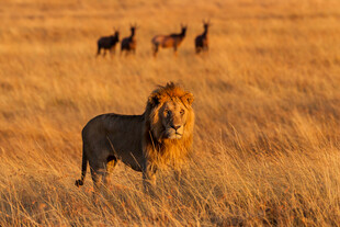 草原雄狮与远方兽群