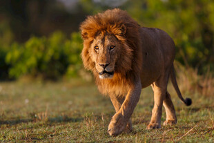 草原上行走的雄狮