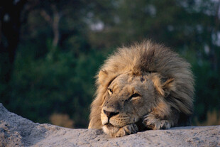 雄狮休憩于石上