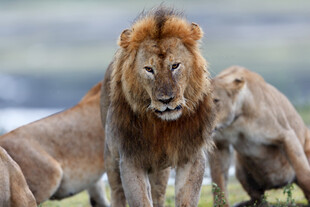 草原上的雄狮与同伴
