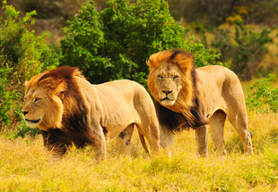 草原上的两头雄狮