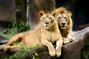 双狮休憩于岩石之上