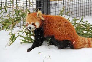 雪地里的小熊猫