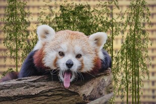 小熊猫吐舌趴在木头上