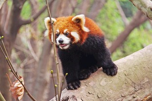 小熊猫栖息于树干上