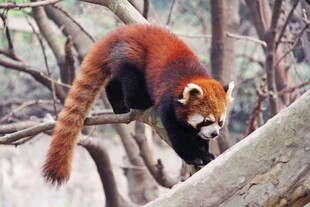 小熊猫攀爬在树枝上