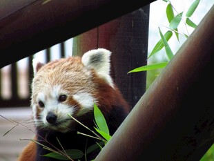 小熊猫啃食鲜绿竹子