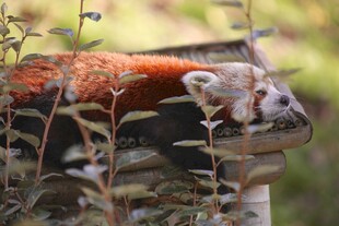 小熊猫于草木间休憩