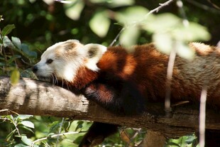 小熊猫慵懒趴于树枝上