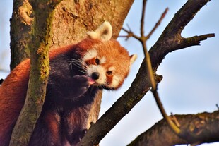 小熊猫树上可爱模样