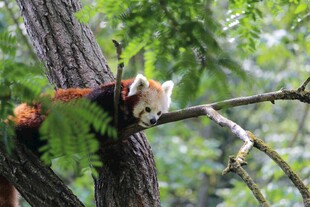 小熊猫栖于树枝间