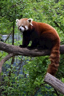 小熊猫栖息于树枝上